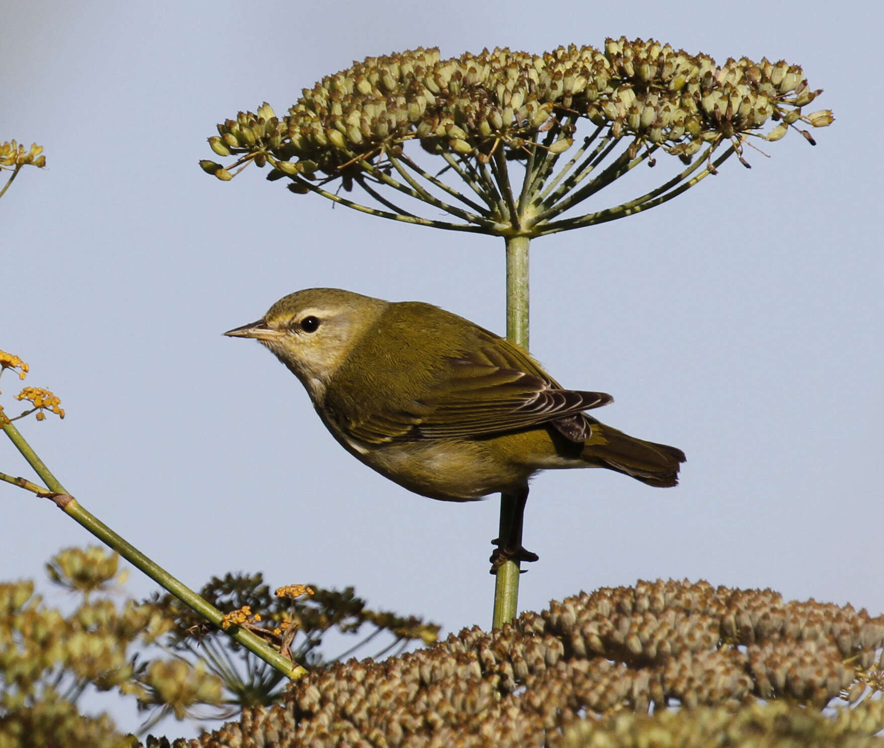 Image of Tennessee Warbler