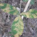 Imagem de Peronospora trifoliorum