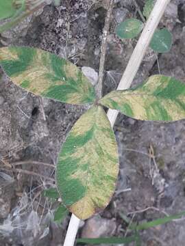 Image of Peronospora trifoliorum