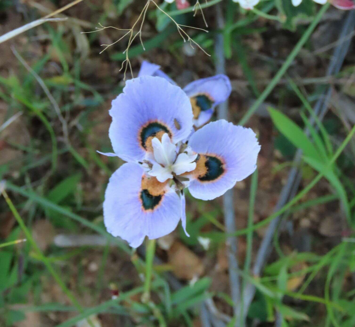 Image of Peacock moraea