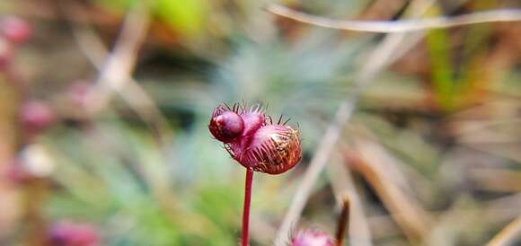 Image of Fringed Bladderwort