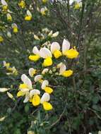 Image of Cytisus commutatus (Willk.) Briq.