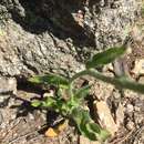 Image of Lemmon's hawkweed