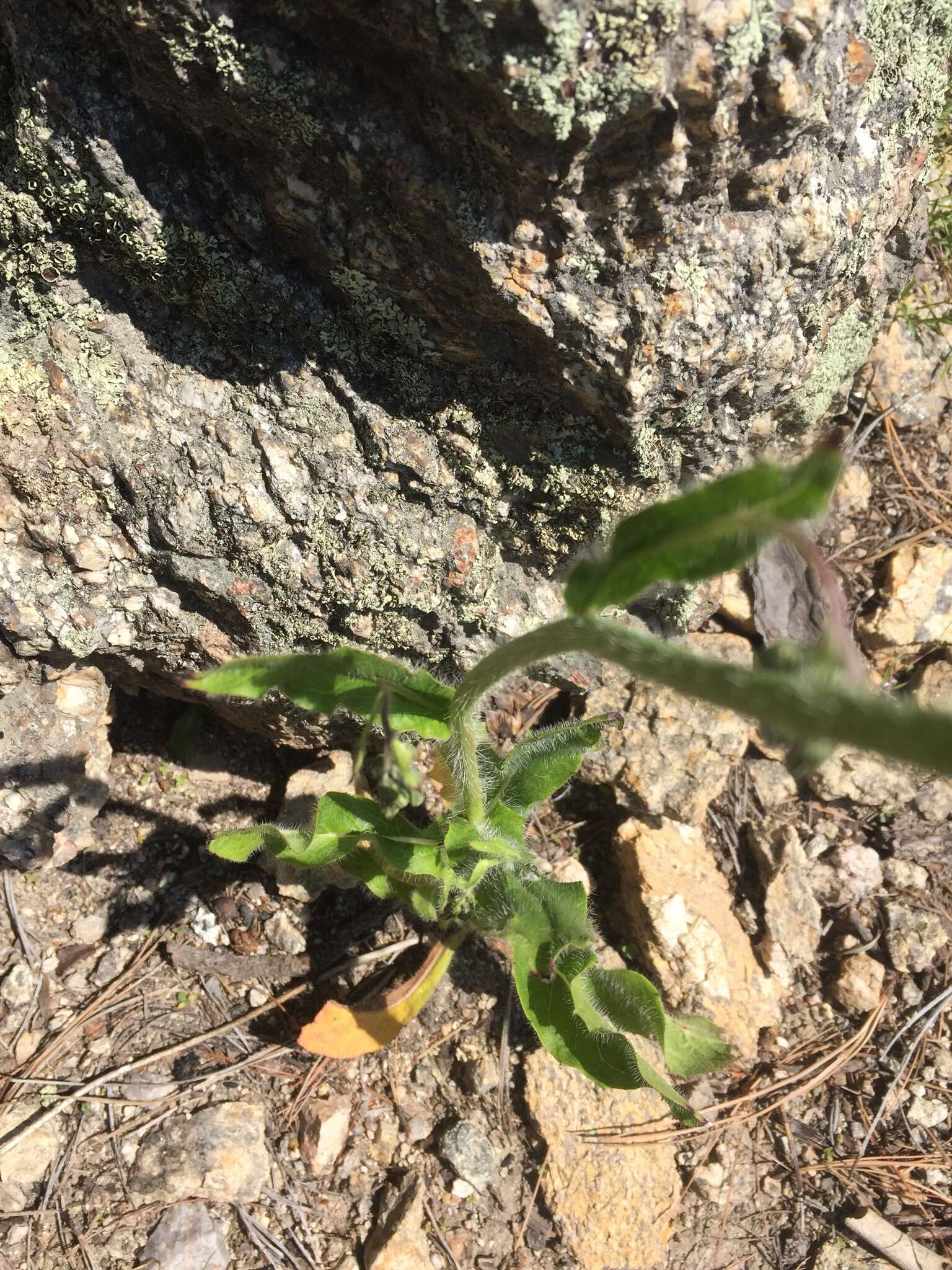 Image of Lemmon's hawkweed