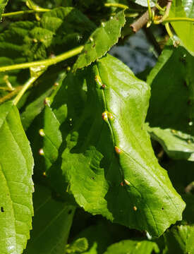 Imagem de Eriophyes inangulis