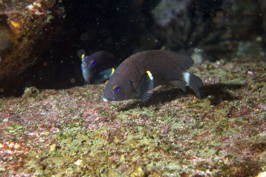 Image of Galapagos ringtail damselfish