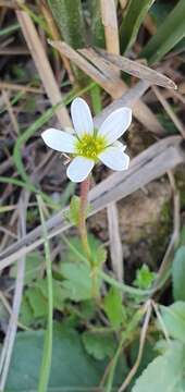 Image of Saxifraga carpetana Boiss. & Reuter