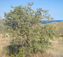 Sivun Crataegus orientalis subsp. pojarkovae (Kossych) J. I. Byatt kuva