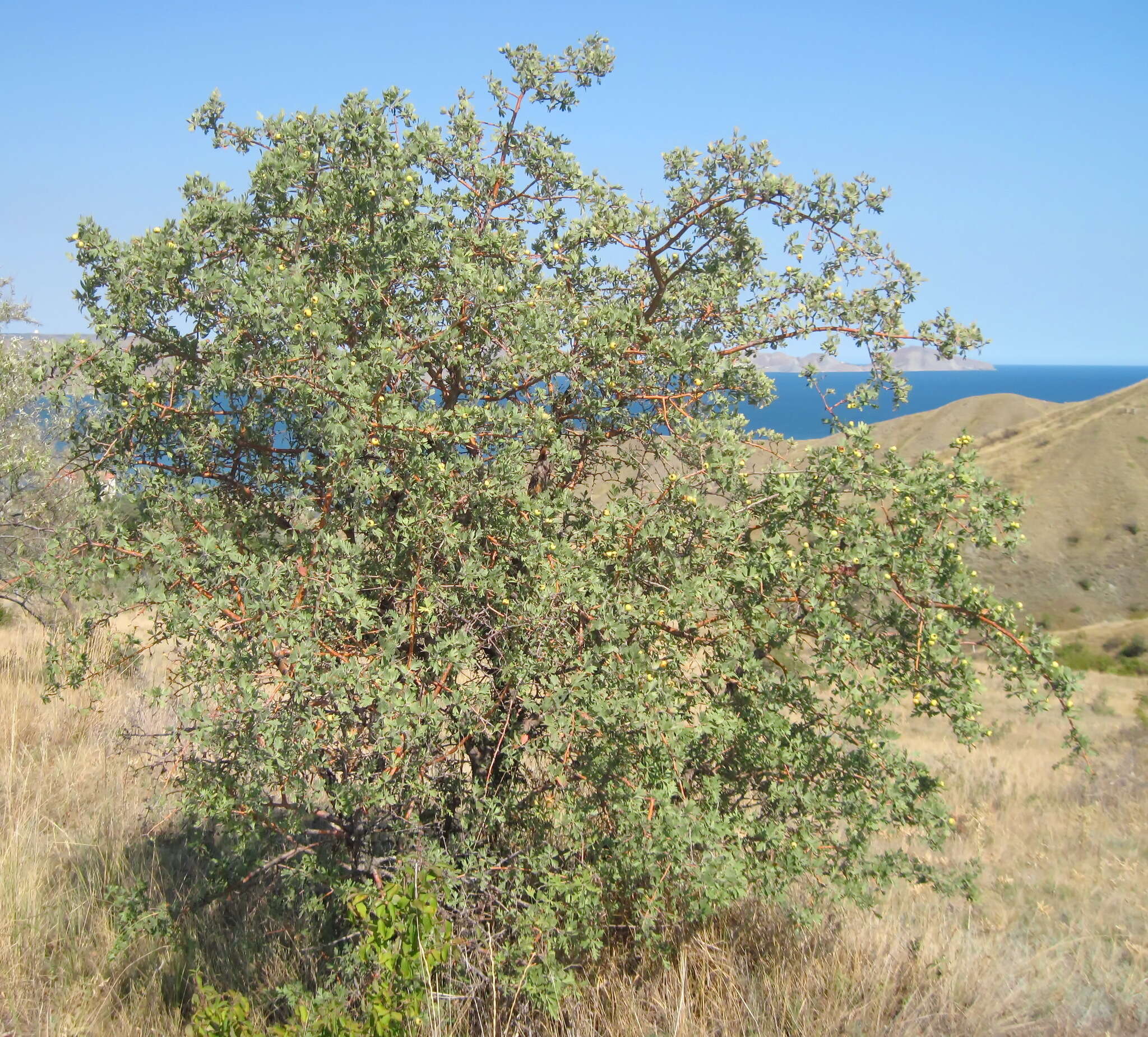 Image of Crataegus orientalis subsp. pojarkovae (Kossych) J. I. Byatt