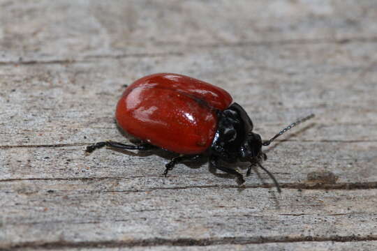 Image of <i>Chrysolina lucida</i>