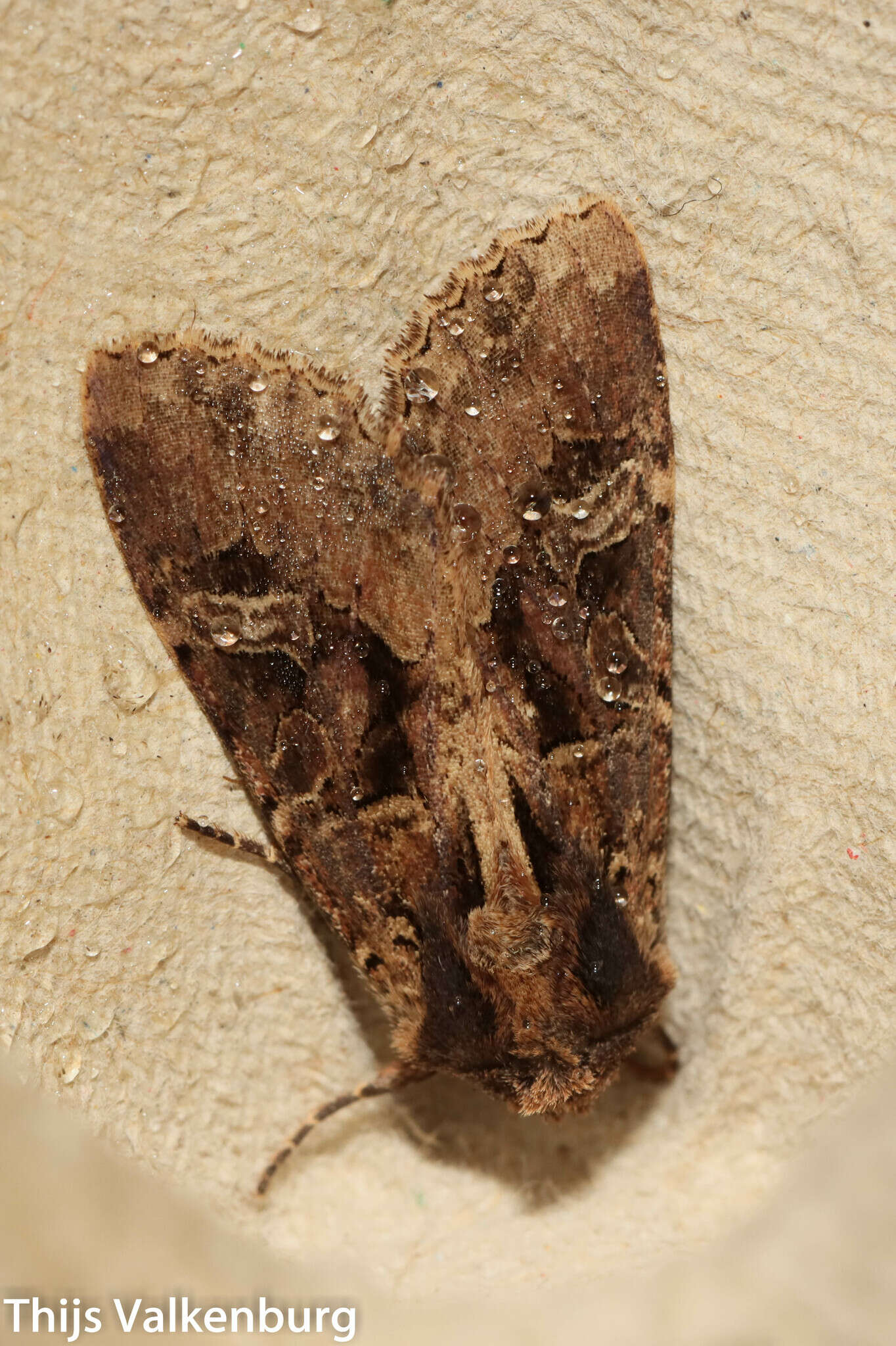 Image of Trigonophora jodea Guenée 1838