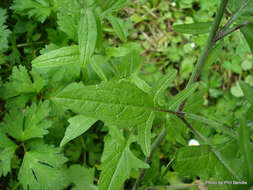 Imagem de Sisymbrium officinale (L.) Scop.