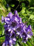 Image of Aconitum angustifolium Bernh. ex Rchb.