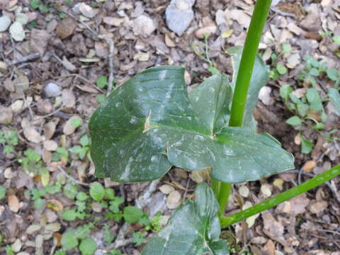 Image of Arum creticum Boiss. & Heldr.