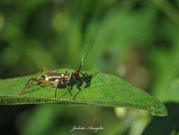 Слика од Phylloscyrtus amoenus Burmeister & H. 1880