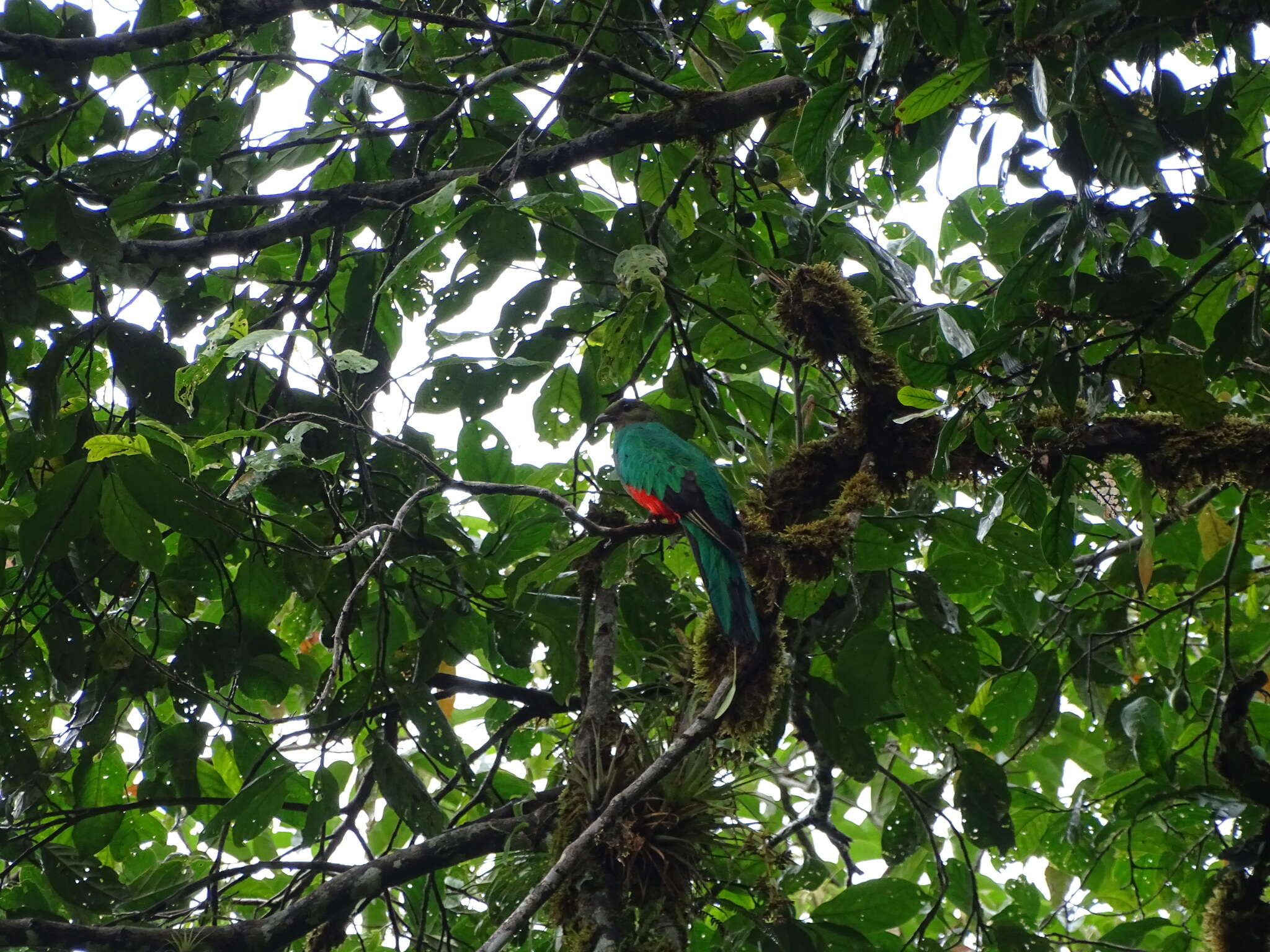 Image of Golden-headed Quetzal