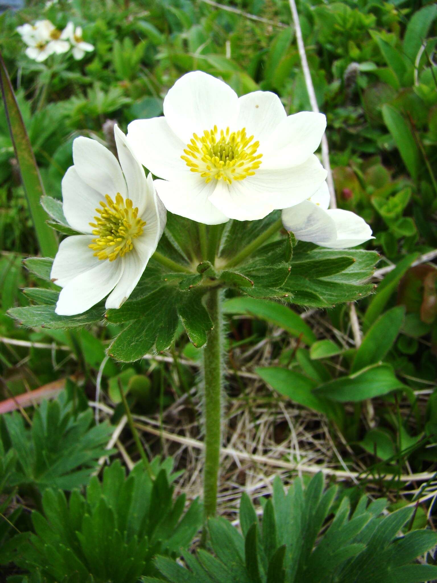 Image of narcissus anemone