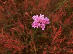 Imagem de Armeria maritima subsp. elongata (Hoffm.) Bonnier