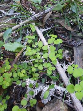 Image of Mentha cunninghamii (Benth.) Benth.