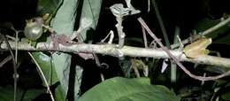 Image of Dendropsophus mathiassoni (Cochran & Goin 1970)