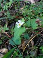 صورة Viola ocellata Torr. & Gray