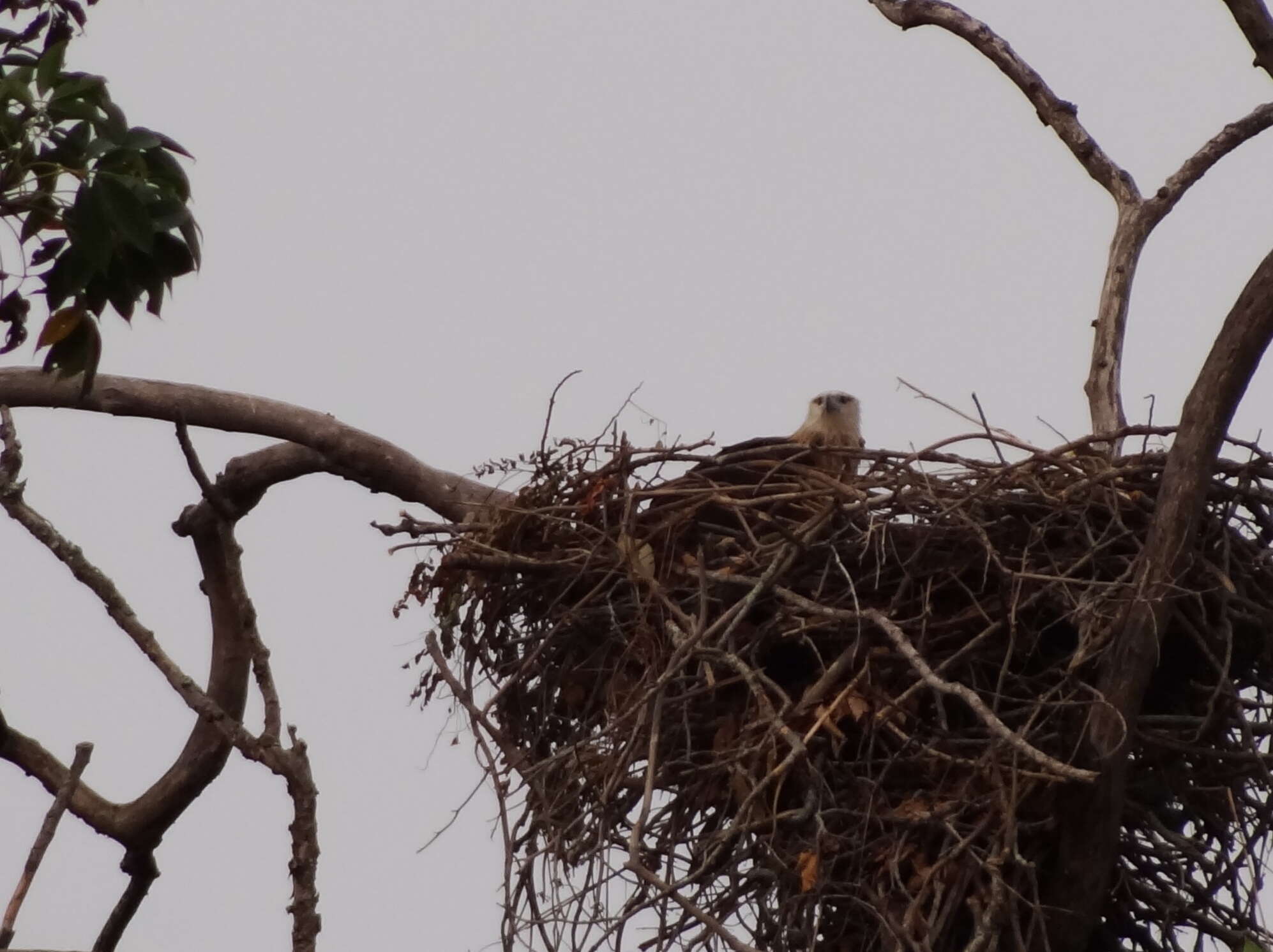 Image of Band-tailed Fish-eagle