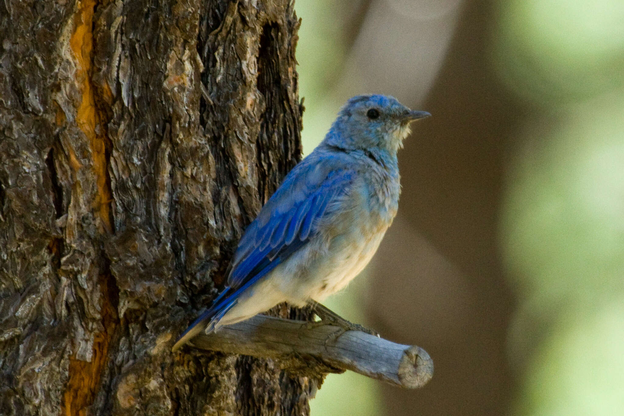 Image of Mountain Bluebird