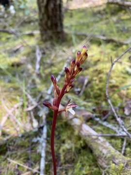 Image of summer coralroot