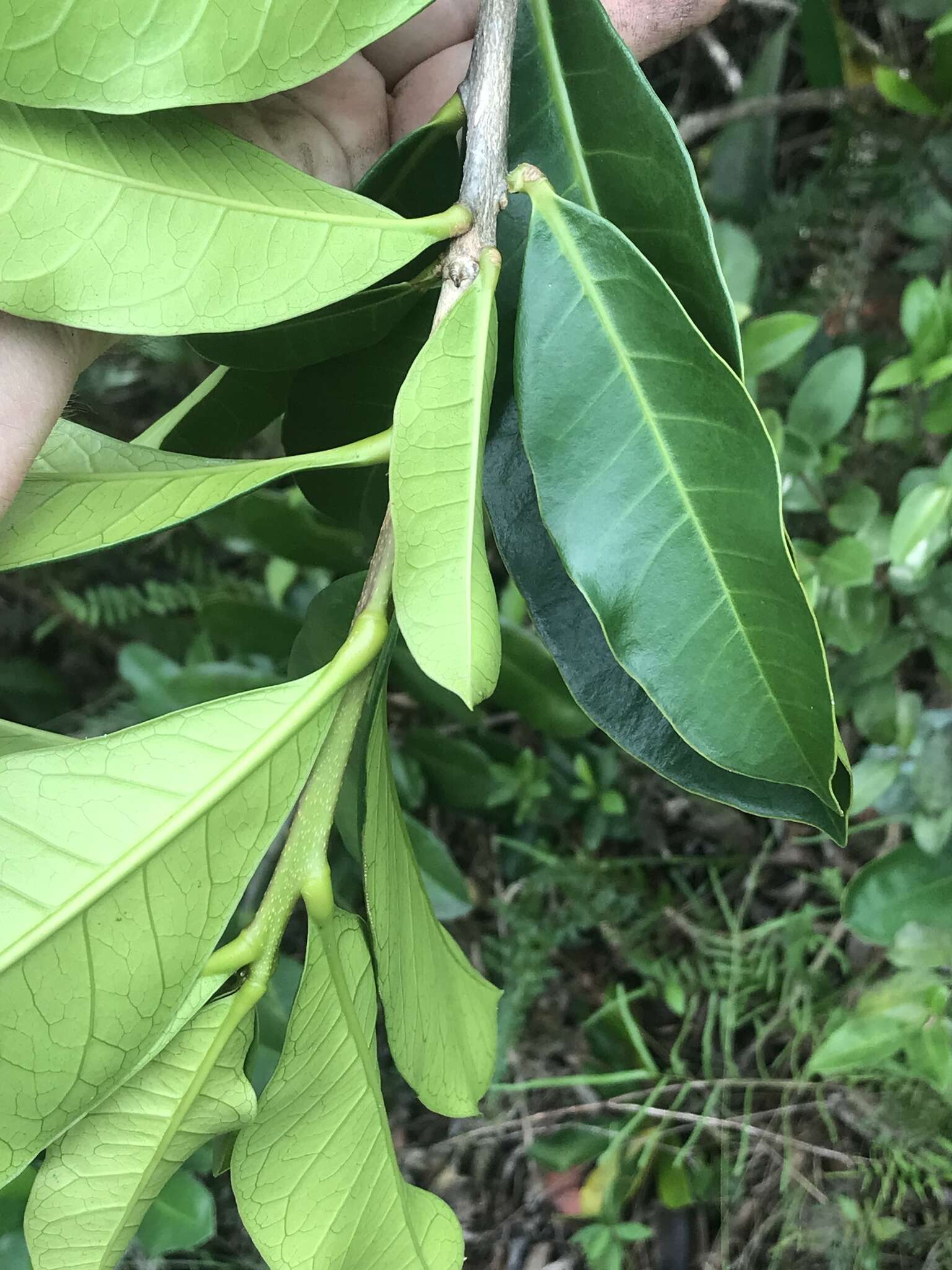 Imagem de Amphitecna latifolia (Mill.) A. H. Gentry