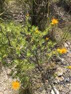 Image of Chuquiraga parviflora (Griseb.) Hieron.