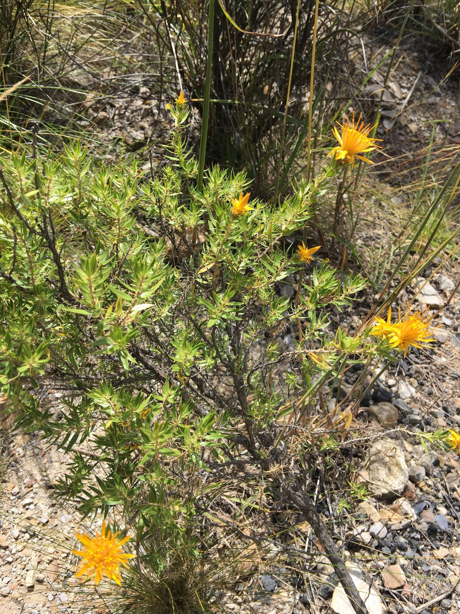 Image of Chuquiraga parviflora (Griseb.) Hieron.