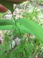 Polygonatum pubescens (Willd.) Pursh resmi