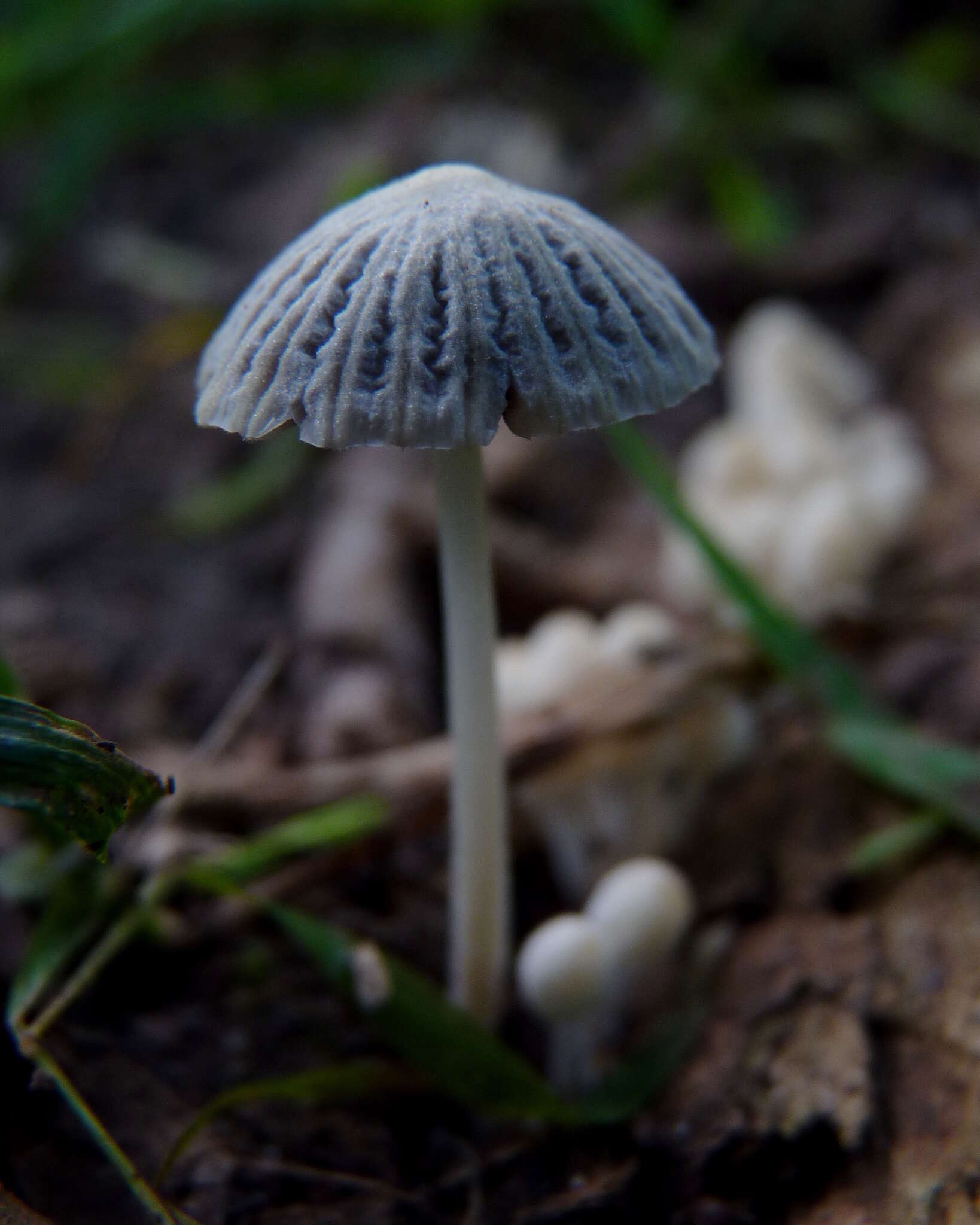 Image of Trooping Inkcaps