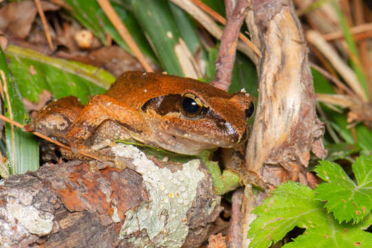 Image of Brown frog