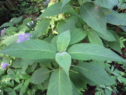 Sivun Hydrangea involucrata Siebold kuva