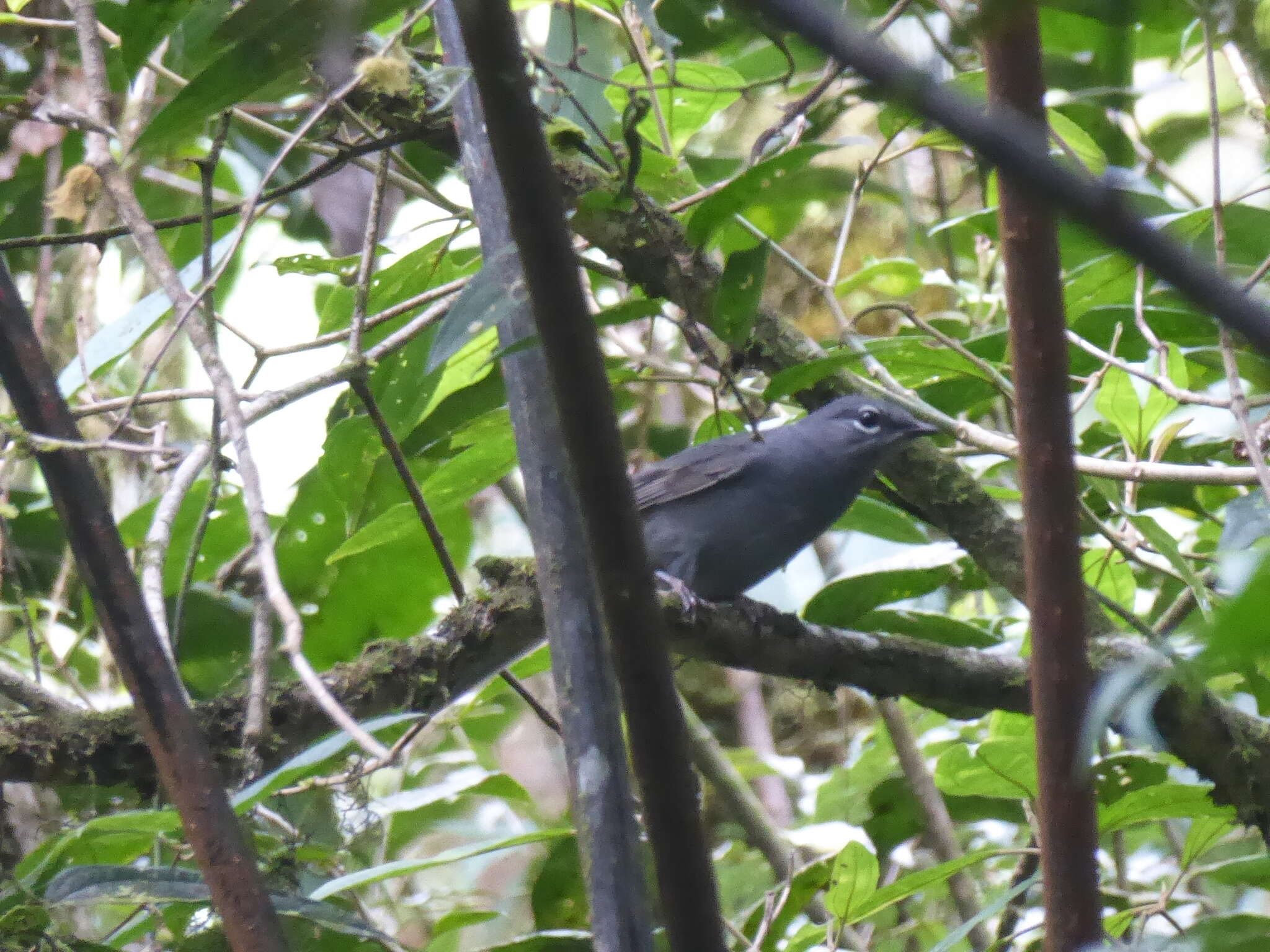 Image of Slate-colored Solitaire