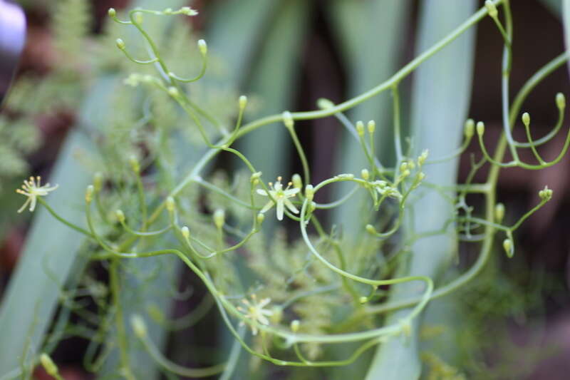 Image of Bowiea volubilis subsp. volubilis