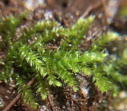 Image of New England bryhnia moss