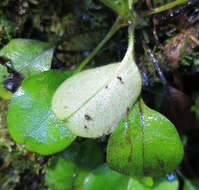 Image of Myosotis forsteri Lehm.