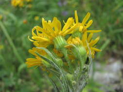 Image of Tephroseris cladobotrys subsp. subfloccosa (Schischk.) Greuter