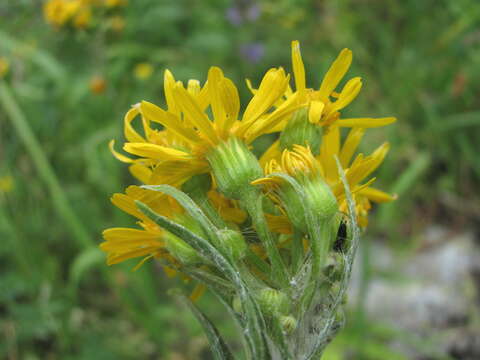 Imagem de Tephroseris cladobotrys (Ledeb.) Griseb. & Schenk