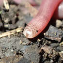 Image of Brown-snouted Blind Snake