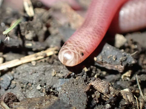 Image of Brown-snouted Blind Snake