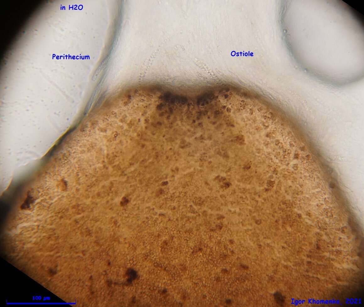 Image of Cercophora scortea (Cain) N. Lundq. 1972