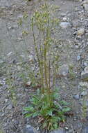 Image of Crepis multicaulis Ledeb.