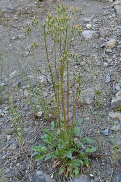 Image of Crepis multicaulis Ledeb.