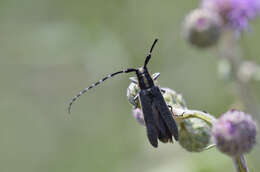 Image of Agapanthia maculicornis (Gyllenhal 1817)