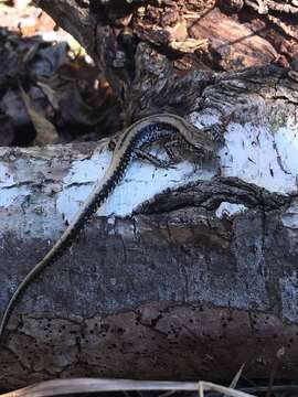 Image of Three-lined Salamander