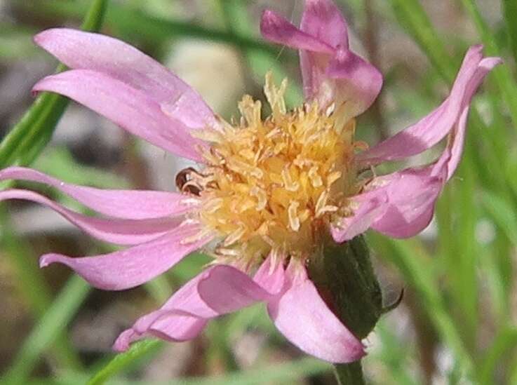 Image of Yukon aster