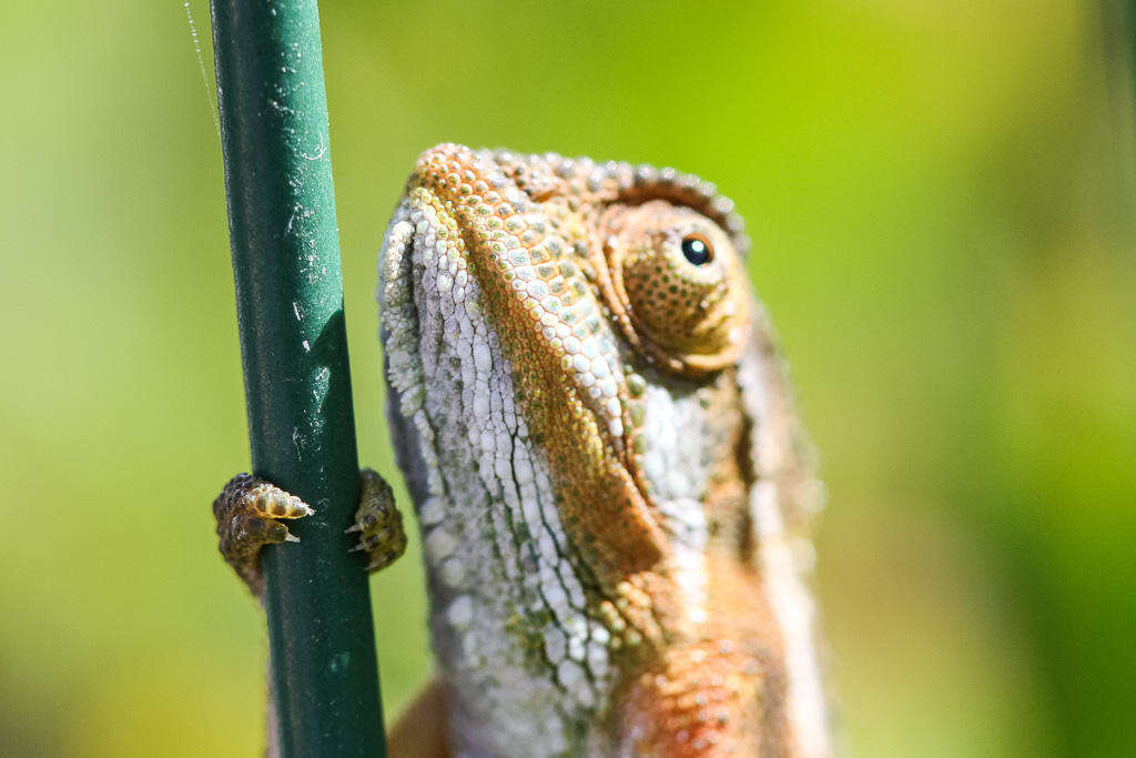 Image of Cape dwarf chameleon